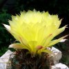 07 _Coryphantha _echinoidea _SB26_ 08